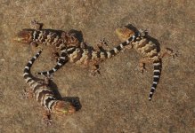 Chondrodactylusfitzsimonsi-juvenile.jpg