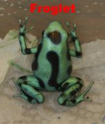 auratus froglet.jpg