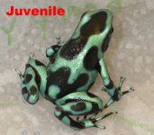 auratus juvenile.jpg