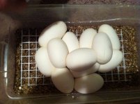 photo-2 (800x598).jpg