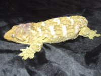 Leachies! 008.jpg