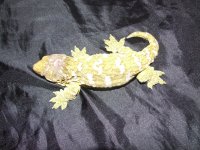 Leachies! 009.jpg