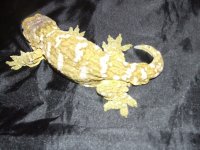 Leachies! 013.jpg