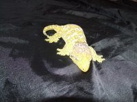 Leachies! 011.jpg