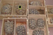 tortoise.jpg