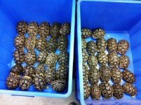 tortoise.1jpg.jpg