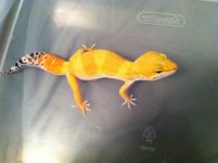 IMG_0632.jpg IMG_0632.jpg