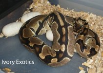 Ivory Exotics.jpg