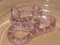 lavender blood for sale.jpg