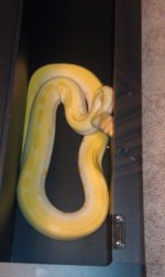albino 1.jpg