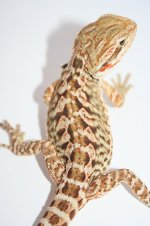 citrusleathermaleniptailtoe.JPG