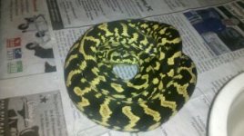aaaasnakes 102.jpg