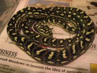Asnake 041.jpg