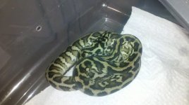 aaaasnakes 103.jpg