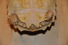 DSC_0017.jpg