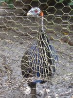 IMG_0279.jpg