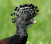 great_curassow_female.jpg