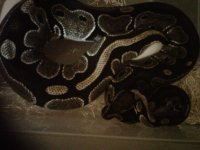 IMG00806-20111113-0134.jpg