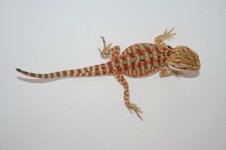 beaslyemale1.JPG