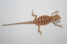 beaslyemale2.JPG