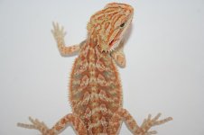 orangehypohettransmale.JPG
