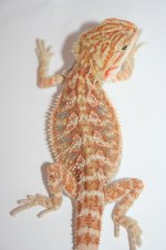 orangehypohettransmale2.JPG