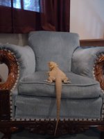 chair.jpg