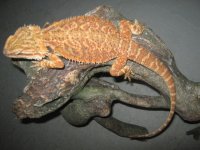 IMG_5005.JPG