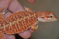 DSC_6255.jpg