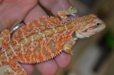 DSC_6258.jpg