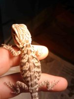 lizard.jpg