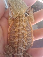 lizard2.jpg