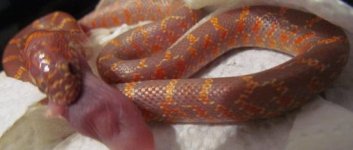 xtremelavender20112.JPG