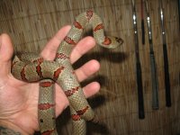 adult thayeri male 004.jpg