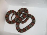 adult thayeri female1 004.jpg