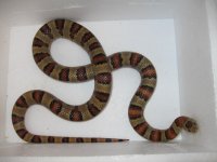 adult thayeri female1 009.jpg