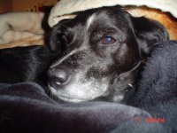 doggies 016.jpg