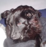 doggies 024.jpg