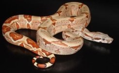 DH SUNGLOW F1-1.JPG