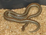 borrego07.jpg