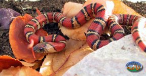 VIVID female (Mtkings).jpg