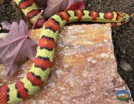Yellow leonis male.jpg