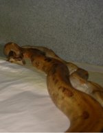 nakies 033.jpg