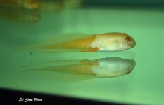 ! Moon, Albino tads ) 009_edited-1.jpg