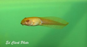 ! Moon, Albino tads ) 011_edited-1.jpg
