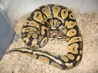 male pastel het.or.ghost.JPG