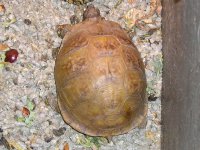 Tort.JPG