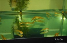 ! Moon, Albino tads ) 016_edited-1.jpg