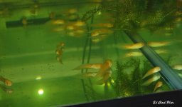 ! Moon, Albino tads ) 017_edited-1.jpg