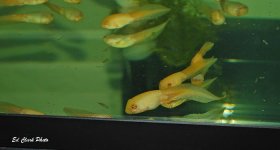 ! Moon, Albino tads ) 024_edited-1.jpg
